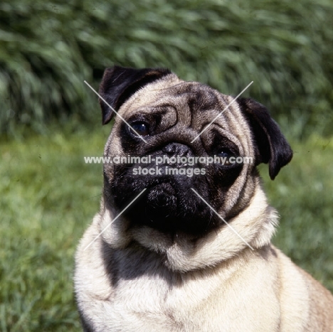 pug looking worried, as they do