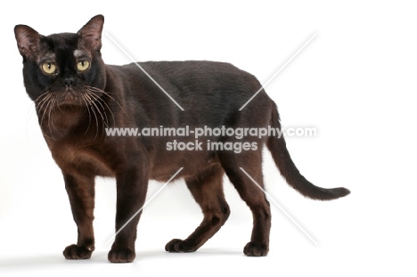 sable Burmese cat standing on white background