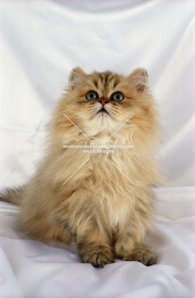 golden persian kitten