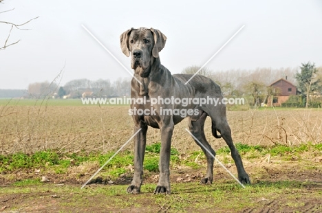 Great Dane