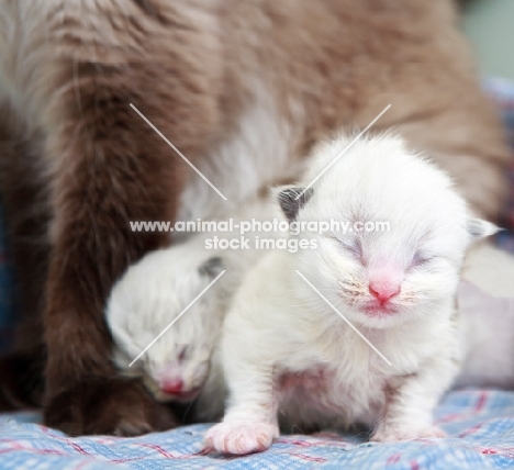 Ragdoll kittens with eyes still closed