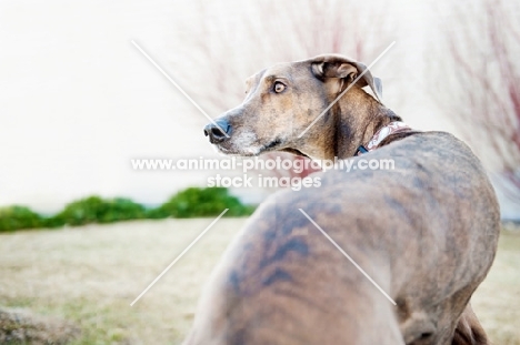 Over-the-shoulder image of a Greyhound x Great Dane cross.