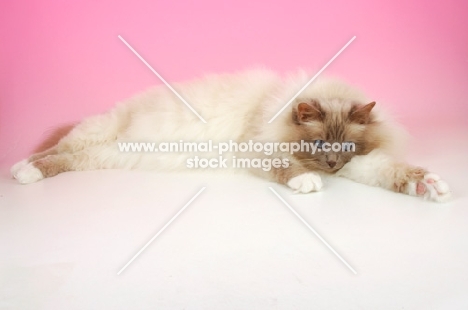 Lilac point Birman cat looking tired