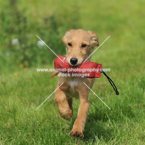 Golden Retriever puppy with dummy