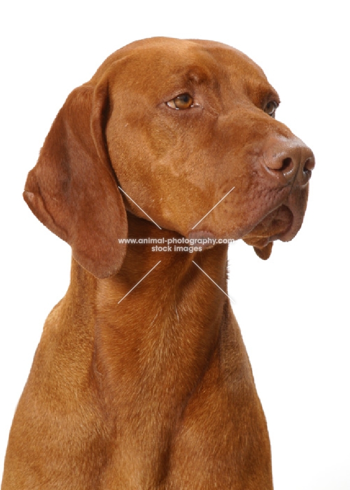 Australian Gr Champion Hungarian Vizsla on white background, looking away