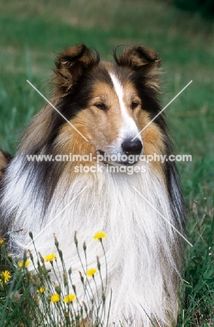 Sable and white rough collie