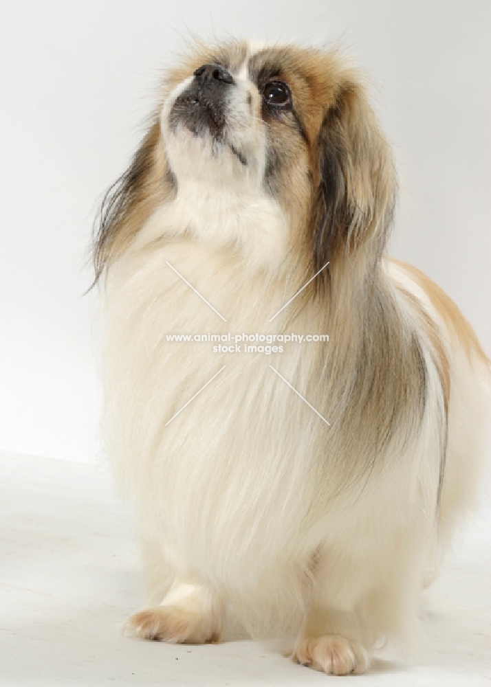 Australian Champion Tibetan Spaniel, White with Fawn Sable colour