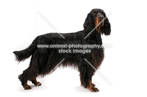 Australian Champion Gordon Setter, side view