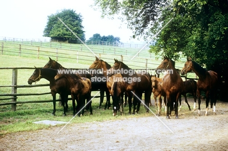 group of trakehner mares and foals at webelsgrund
