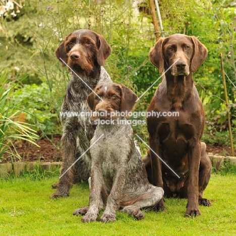 German Pointer (shorthair) with German Pointers (wirehair)