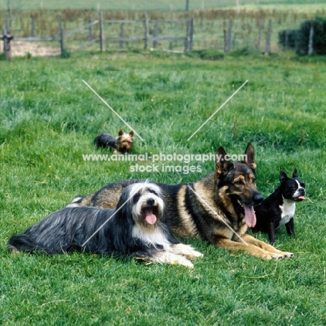 four dogs together, three in line