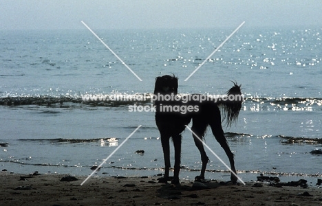 saluki in silhouette on beach