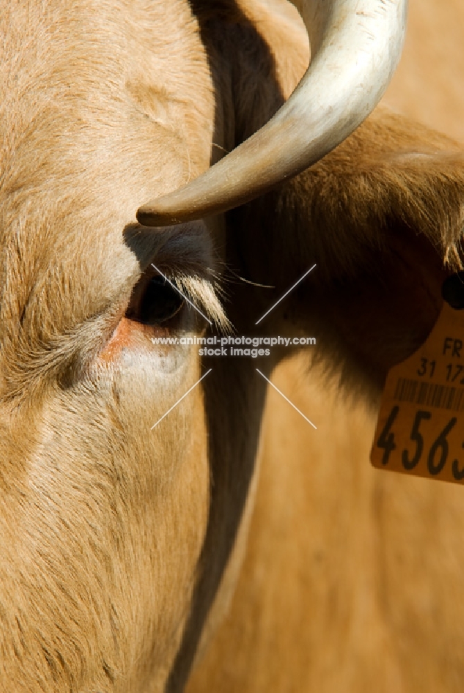 cow, close-up