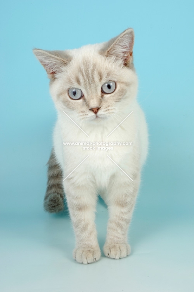 young british shorthair front view, lilac tabby colourpoint 
