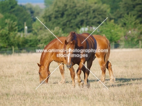 Suffolk Punches in field