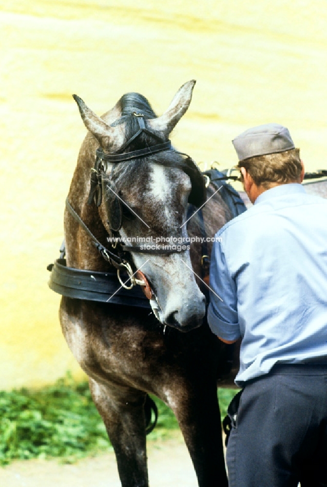 handler adjusting harness on lipizzaner at piber