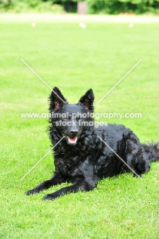 Mudi lying on grass