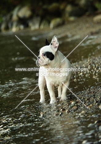 French Bulldog walking in river 