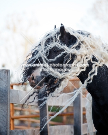 Gypsy Vanner portrait