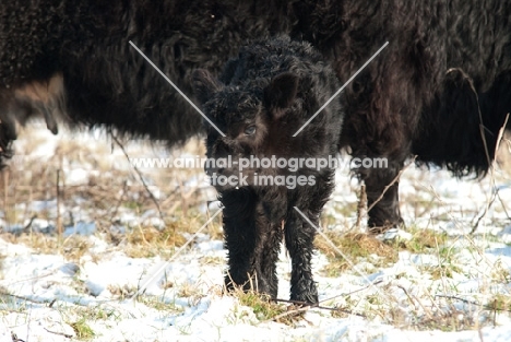 black galloway calf in winter