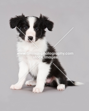 Border Collie puppy sitting on grey background