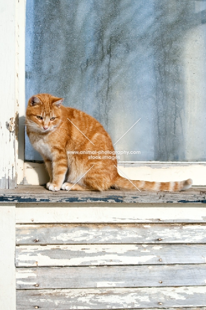 tabby cat sitting on a window sill
