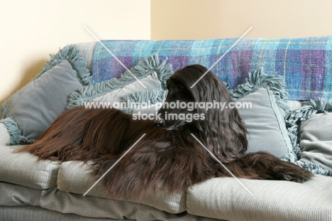 black Afghan Hound on sofa