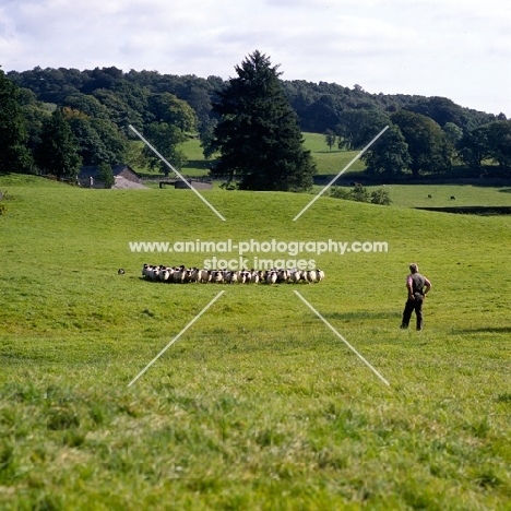 border collie returning sheep to pasture after trial  'one man and his dog' , lake district