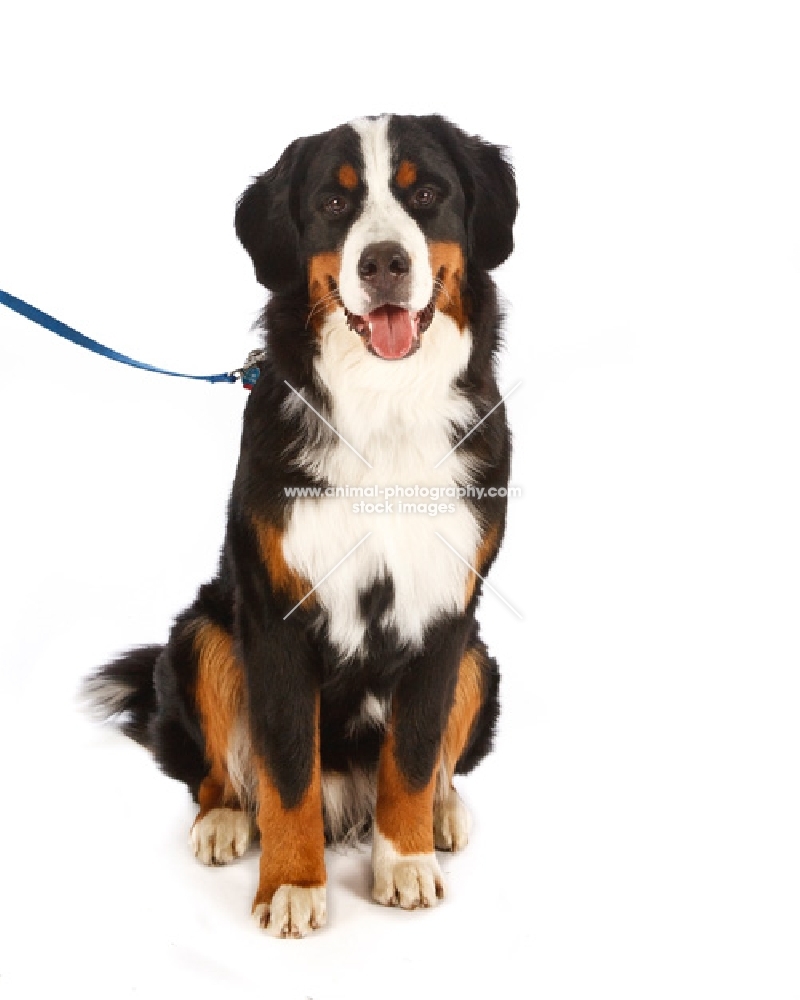 Bernese Moutnain Dog on lead