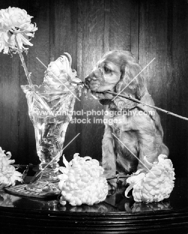 Cocker Spaniel puppy picking flower