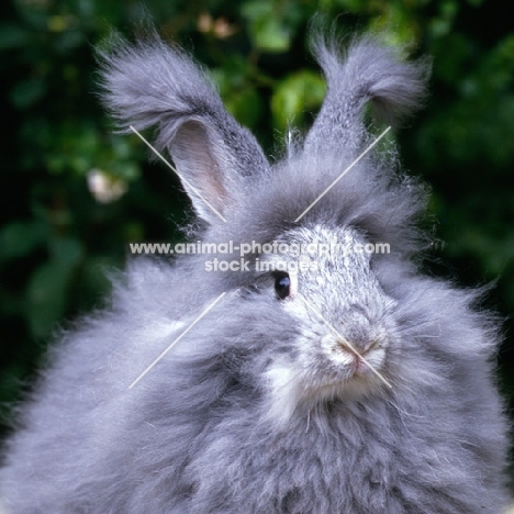 angora rabbit head study