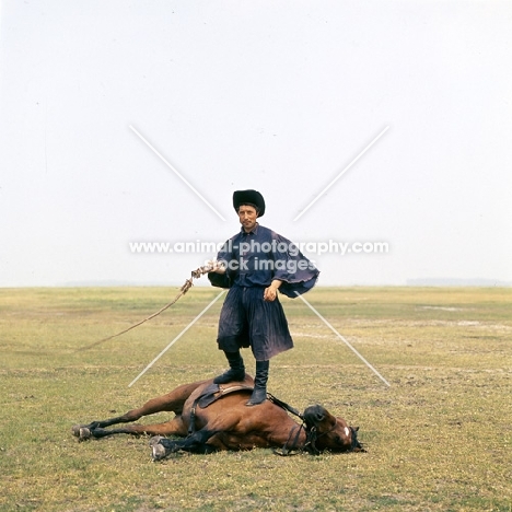 Csikó stands on his Hungarian Horse Puszta,cracking whip demonstrating a traditional trick   