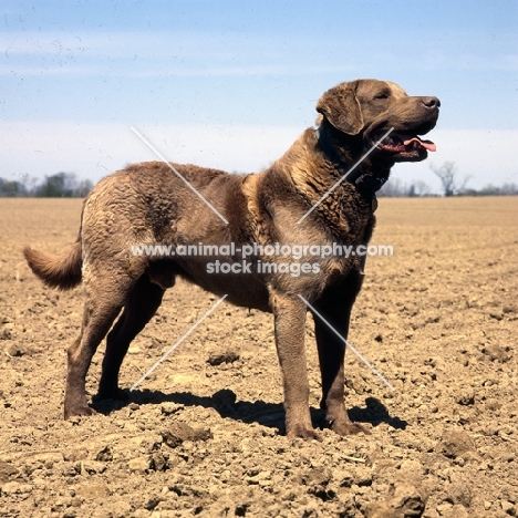 chesapeake bay retriever in a ploughed field in usa