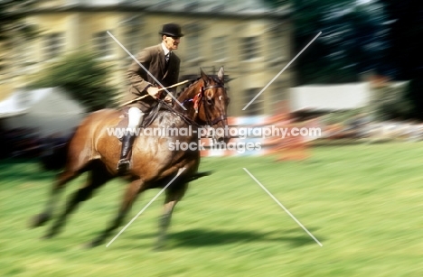 hunter in the show ring