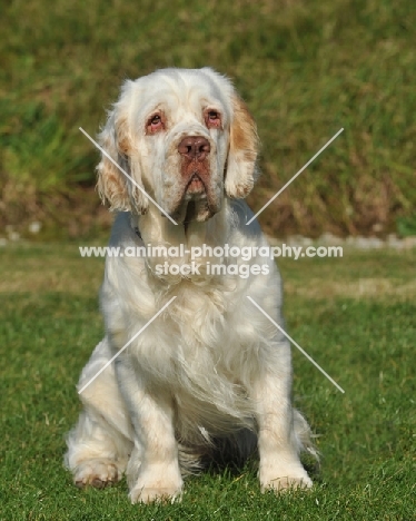 clumber spaniel sat in grass (show type)
