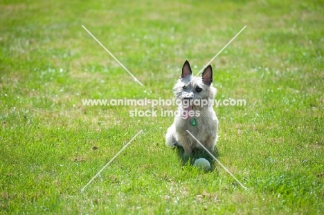 Wheaten Cairn terrier sitting on grass, resting from playing.