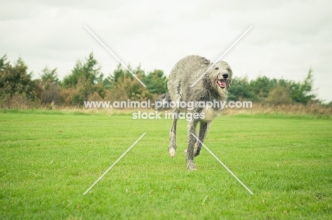 Deerhound in field