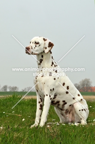 brown spotted Dalmatian on grass