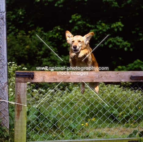 golden retriever jumping over a gate