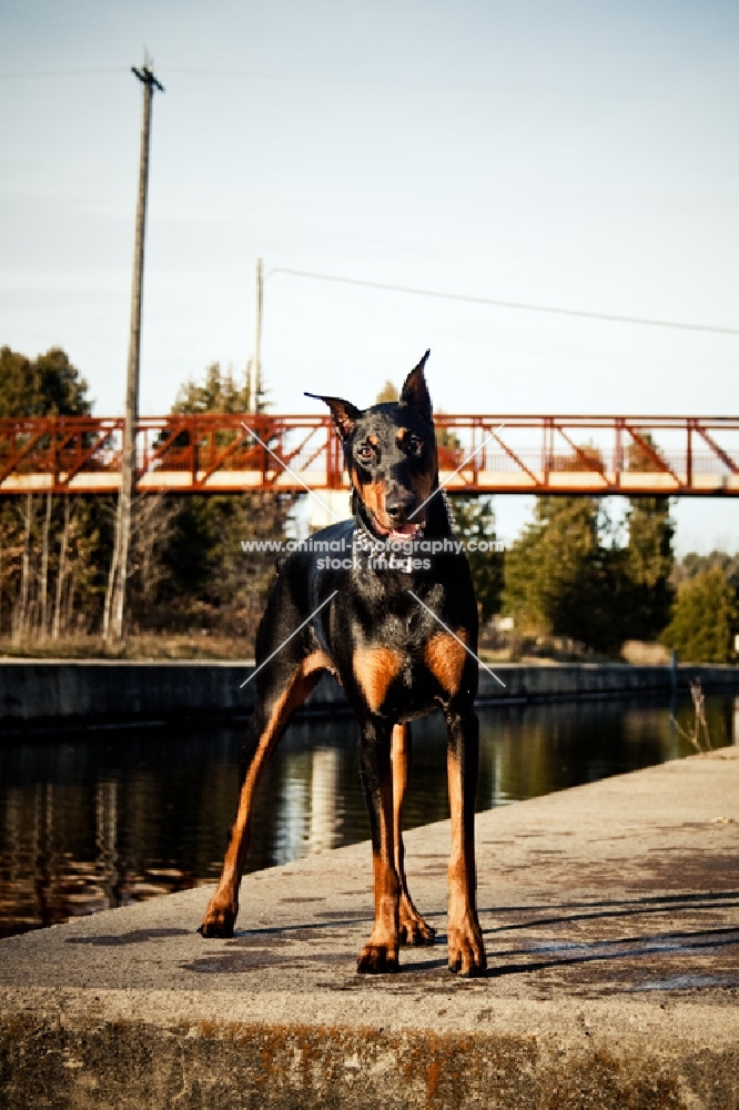 Doberman standing by river