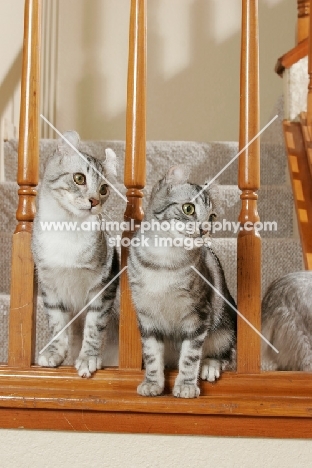 American Curl cats on staircase