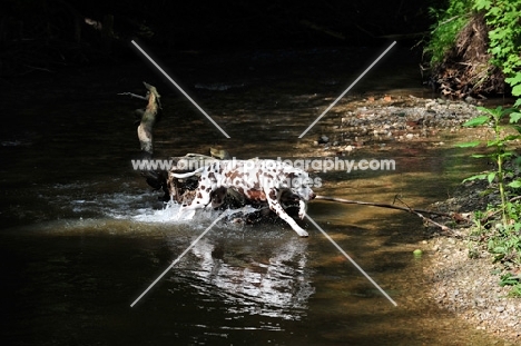 Dalmatian walking through shallow river