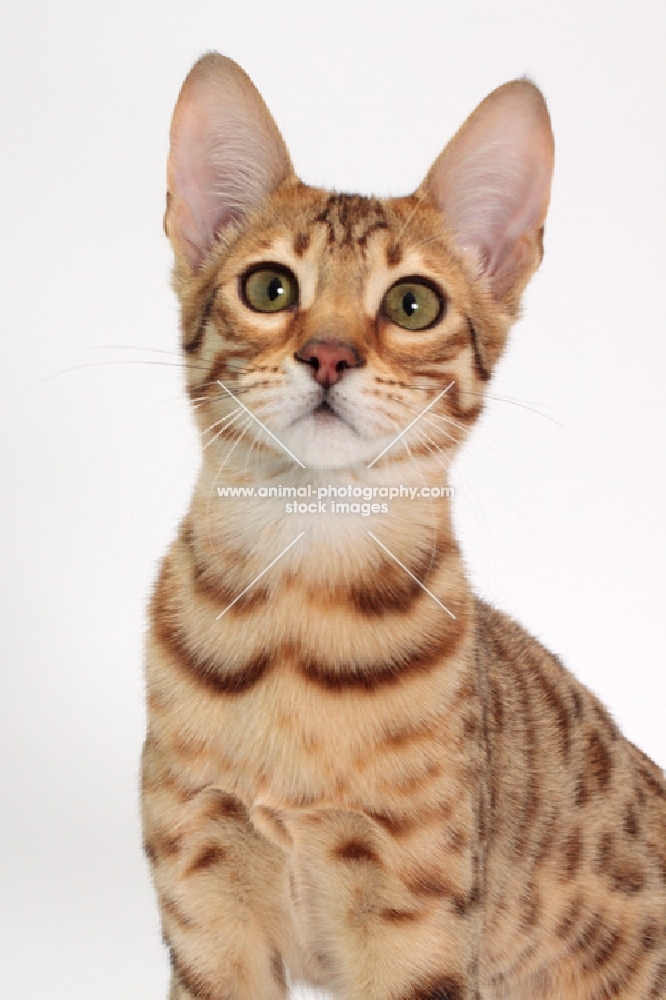 female Savannah cat on white background, portrait 