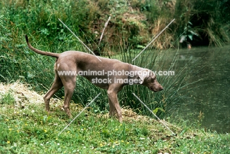 undocked weimaraner walking towards water's edge