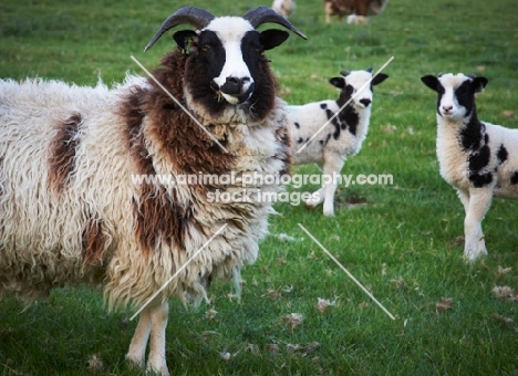 Jacob sheep and lambs
