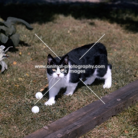 ch pathfinders barry, bi-coloured short hair cat, black and white, displeased with the toys