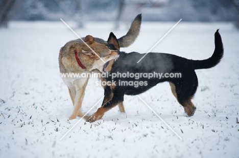 czechoslovakian wolfdog cross and dobermann cross playing fight in the snow