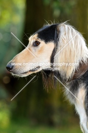 Saluki