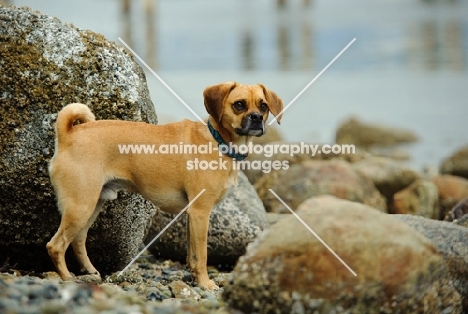 Puggle (pug cross beagle, hybrid dog), side view