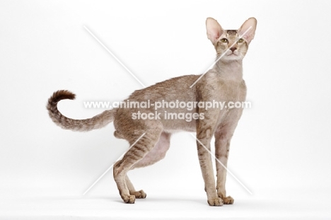 Oriental Shorthair full body, Chocolate Silver Ticked Tabby